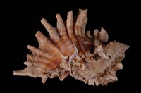 藏品(傘旗骨螺)的圖片